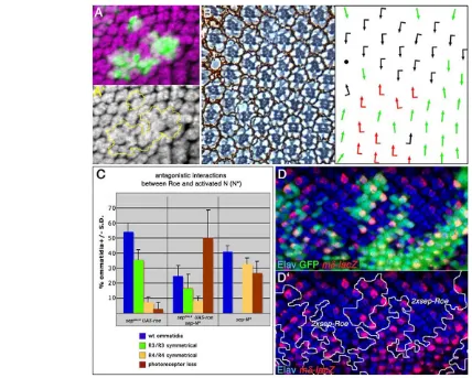 Fig. 3. Overexpression of Roe phenocopies N(anti-Elav, magenta), similar to N pathway loss-of-function clones (compare with Fig