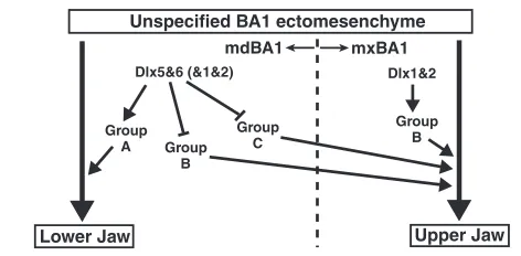 Fig. 8. A model for the mechanism of jaw patterning by Dlxgenes. whereas In BA1 mesenchyme, Dlx5/6 are only expressed in mdBA1,Dlx1/2 are expressed in both mdBA1 and mxBA1