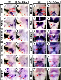 Fig. 1. Branchial arch expression patterns of the genesdownregulated in (Dlx5/6–/–. Lateral views (A-L) or frontal viewsM-X) of wild-type and Dlx5/6–/– E10.5 mouse embryos processed bywhole-mount in situ hybridization