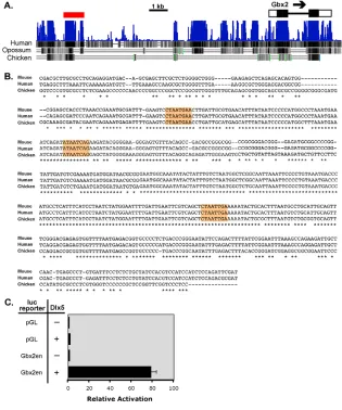 Fig. 3. Identification of a Dlx-regulatedenhancer upstream of luciferase reporter activation assay