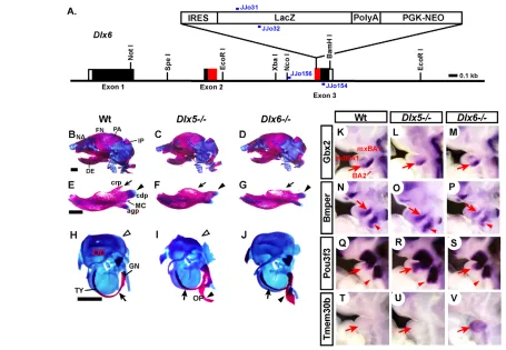 Fig. 5. Comparison of Dlx5Dlx6-lacZ–/– and Dlx6–/– head skeletal phenotypes and branchial arch gene expression changes