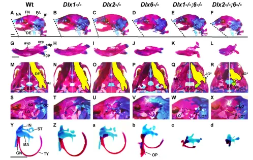 Fig. 6. Dlx1ear ossicles, ectotympanic and gonial. Note that os paradoxicum (OP) of the left half with individual skeletal components highlighted by color
