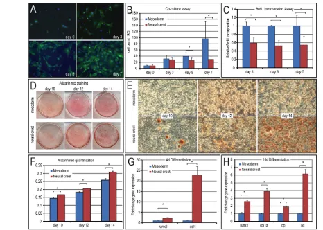 Fig. 5. Neural crest-derived and mesoderm-derived periosteal cells have distinct proliferation and osteogenic differentiationpotentials.days; cell nuclei were labeled with Hoechst and viewed using fluorescent imaging