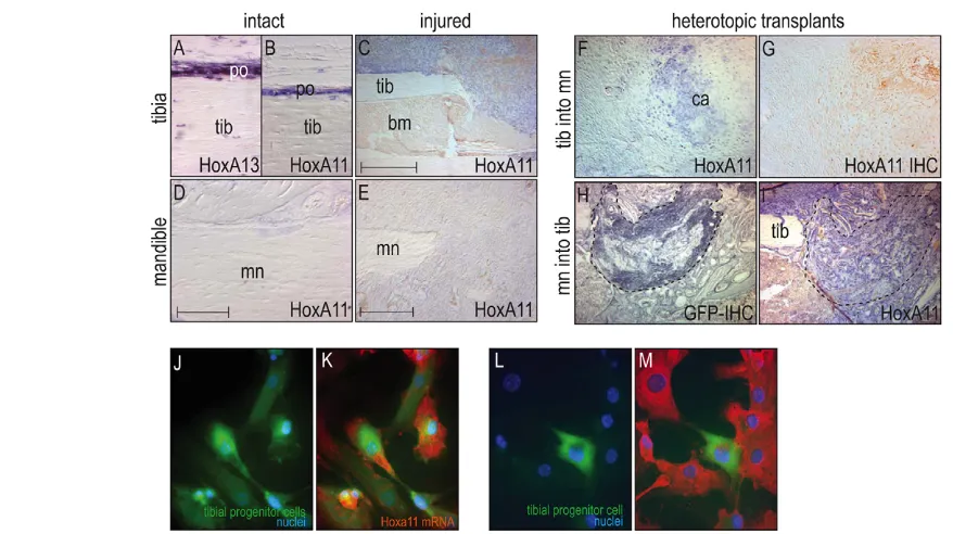 Fig. 6. Hox-negative neural crest skeletal progenitor cells assume a Hox-positive status when placed into a Hox-positive environment.