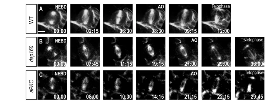 Fig. 5. Dap160 is required for neuroblast cell cycle progression. Wild-type, AO interval of 17.84±4.52 minutes; dap160 mutant and aPKC mutant neuroblasts imaged withJupiter::GFP from nuclear envelope breakdown (NEBD) to anaphase onset (AO)
