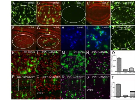 Fig. 2. crol or PH3 staining (purple) in control (M) and 96-hour nuclei with DAPI (blue) and (between PH3 (is required for cell cycling