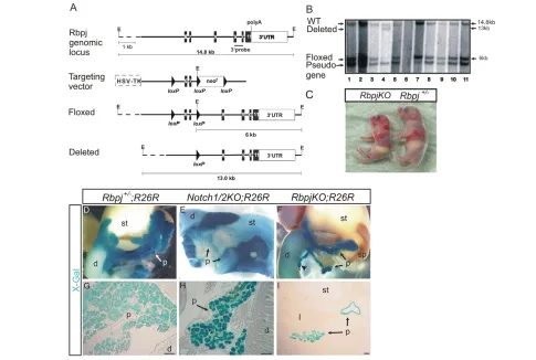 Fig. 1. Pancreas-specific Rbpjand microscopic (G-I) X-gal staining analysis of intestinal tracts from newborn mice show X-galalleles are indicated