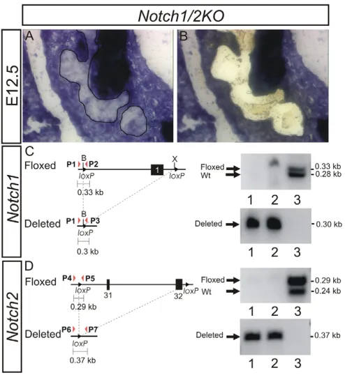 Fig. 3. Early Cre-induced recombination of recombination. The position and polarity of the primers used foramplification are represented by P1, P2 and P3 for Notch1, and P4, P5,P6 and P7 for pancreatic epithelial cells of two mice was used +/fα cells2)
