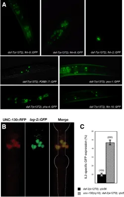 Table 1. Components of a Notch signalling cascade arerequired during dauer development