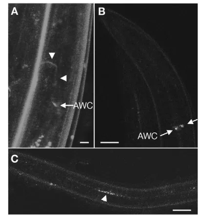 Table 2. Laser microsurgery demonstrates a role for the IL2 and the AWC neurons in dauer maintenance
