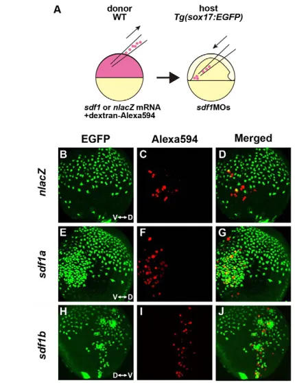 Fig. 3. Sdf1 acts as a chemoattractant for cxcr4awith dextran-Alexa594 into WT donor zebrafish embryos at the one-cellstage