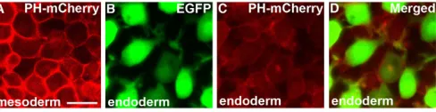 Fig. 7. Specific subcellular localization of PH-mCherry is notobserved in migrating endodermal cells