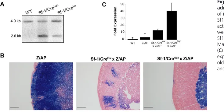Fig. 2. Cre expression in the adultadrenal gland. activity staining of adrenal glands from 6-week-old male Z/AP, Sf1/Creexpression in adrenal glands from 6-week-old male wild-type, Z/AP, Sf1/CreSf1/Cre(A) Southern blot analysisof isolated genomic DNA from 