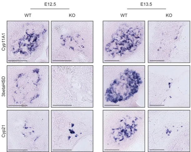 Fig. 5. Loss of β-catenin mediated by the Sf1/Crehightransgene results in a decreased number ofadrenocortical cells at least partly due to decreasedproliferation