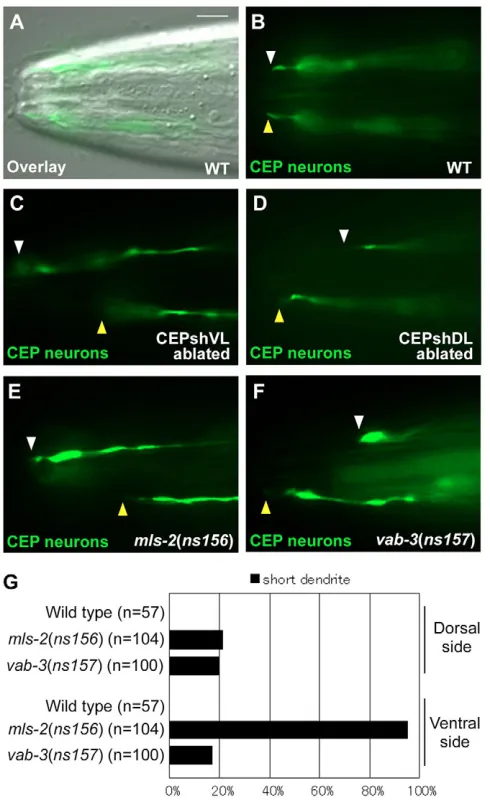 Fig. 2. CEPsh glia are required for CEP neuron dendrite extension.(adults, respectively, expressing defects of strains of the indicated genotype
