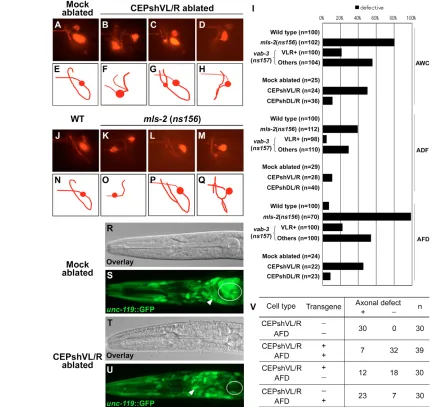 Fig. 3. CEPsh glia support axon guidance in the nerve ring. (glia. Fluorescence images (A-D) and corresponding schematics (E-H) of AWC neurons expressing (B-D,F-H) AWC defects frequently observed in operated animals