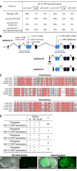 Fig. 6. ns157 alters VAB-3, a Pax6/7-related protein.(A) vab-3(ns157) rescue studies. Strains scored as in Fig