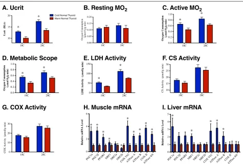 Figure 1 Thermal-acclimation responses in normal thyroid fish. (A) Ucrit, (B) resting metabolic rate, (C) active metabolic rate, (D) metabolicscope, (E) maximal lactate dehydrogenase (LDH) activity (F), maximal citrate synthase (CS) activity, (G) maximal cytochrome c oxidase (COX)activity, (H) muscle mRNA transcript levels and (I) liver mRNA transcript levels in cold-acclimated and warm-acclimated normal thyroid fish(blue and red, respectively); * Significant difference between acclimation treatments.