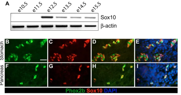 Fig. 4. Sox10 expression in the pancreas. (mRNA levels were determined by RT-PCR of RNA isolatedfrom the pancreas of mouse embryos from E10.5 to E15.5and compared with A) Sox10β-actin mRNA levels