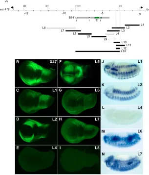 Fig. 1. The brk regulatory region contains
