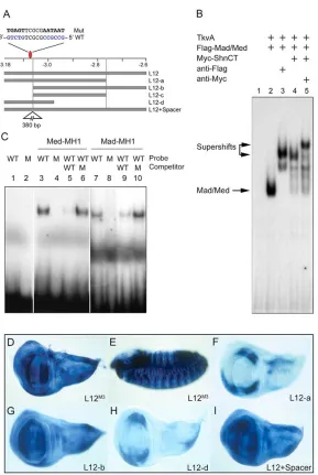 Fig. 3. A modular promoter element contains closely