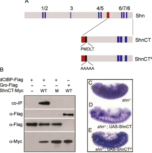 Fig. 5. Shn interacts with the short-range co-repressor dCtBP.(dependent repression of marked in blue