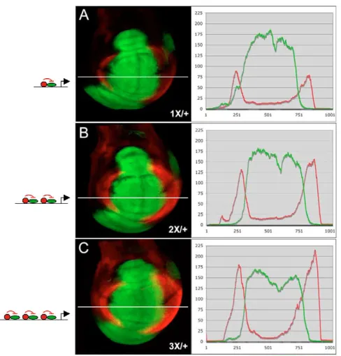 Fig. 6. The brk promoter integrates inputs from multiplemodules. Confocal images of wing discs (dorsal upwards, anterior