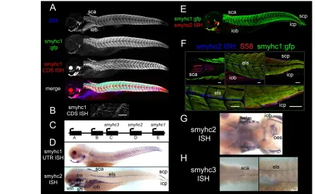Fig. 1. Different Smyhc genes have distinct expression patterns. (weakly detects expression in the sca and els muscles at 96 hpf, as shown by dorsal and lateral views of the anterior trunk