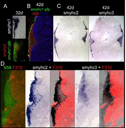Fig. 2. Expression of  (1 to 324 bp) and (1 to 129 bp) in situ hybridisation showing expression in subsets of theslow MyHC S58 antigen positive, fast muscle F310 antigen negative,lateralis superficialis.(1 to 249 bp) in situ hybridisation onadjacent sectio