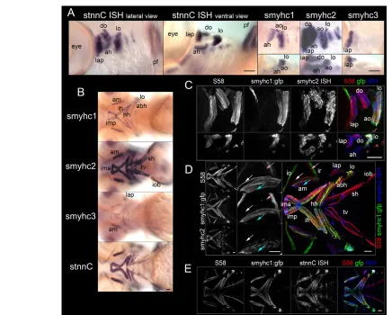Fig. 3. Differential expression of Smyhc genes in craniofacial muscles. (muscles at 96 hpf with slow Fig