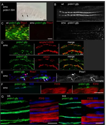 Fig. 7. The prdm1:gfp transgenic
