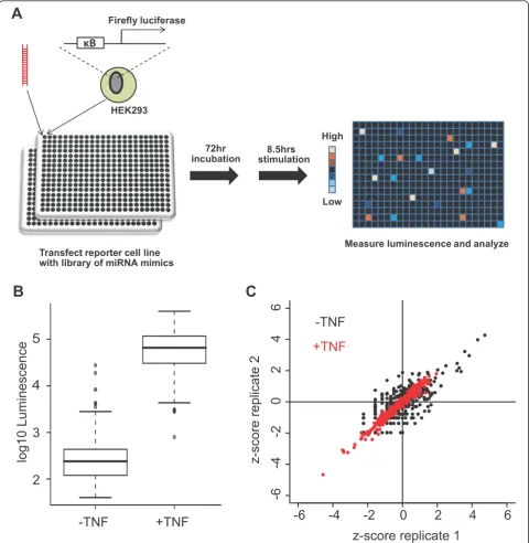 Figure 1 Genome-wide miRNA screen for regulators of NF-�B signaling. (A) Primary screen schematic