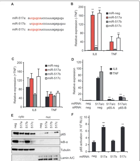 Figure 4 Validation and characterization of miR-517a/cHEK293 cells transfected with the indicated miRNAs