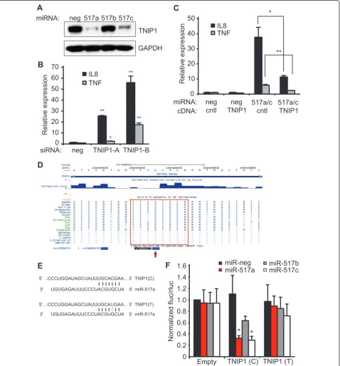 Figure 5 TNIP1 is the direct functional target of miR-517a/c. (A) Western blot analysis of lysates from HEK293 cells transfected with theindicated miRNAs