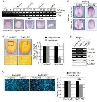 Fig. 1. Requirement of FoxM1 for both cellproliferation and expression of G2–M cell-cycle regulators in the Xenopus neural plate.(A) Embryos were analyzed for FoxM1 expression