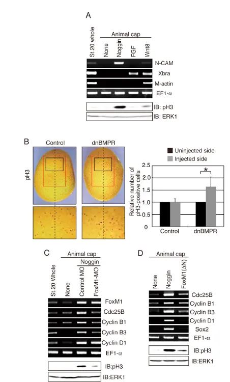 Fig. 2. Induction of both cell proliferation and expression ofFoxM1embryos (st. 9) pre-injected with Noggin mRNA (100 pg) or mRNA (100 pg) at the one-cell stage; for FGF signaling, animal caps(from uninjected embryos) were treated with bFGF (100 ng/ml)