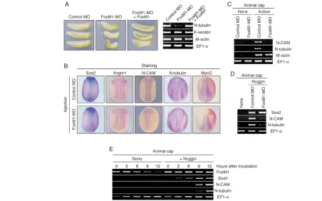 Fig. 3. Requirement of FoxM1 for neuronal differentiation but not specification. (FoxM1-MO (36 ng) together with or without For RT-PCR analysis, embryos were collected at st