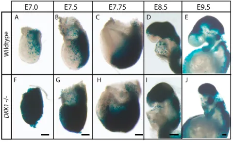 Fig. 1. Enhanced expression of the WNT reporter in the Dkk1–/–type and (F-J) embryo. (A-J) Expression pattern of the BATGal reporter in (A-E) wild-Dkk1–/– embryos (A,F, E7.0; B,G, E7.5; C,H, E7.75; D,I,E8.5; E,J, E9.5)