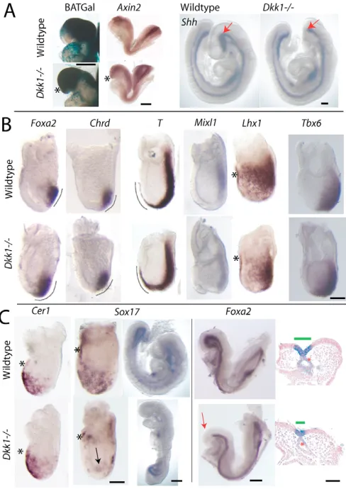 Fig. 2. Impact of loss of Dkk1 on mesoderm and endodermdifferentiation and anterior morphogenesis