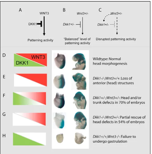 Fig. 6. The scheme of genetic interaction and the requirement ofDkk1(F) copy of transcription target signalling (dotted inhibitory connector)