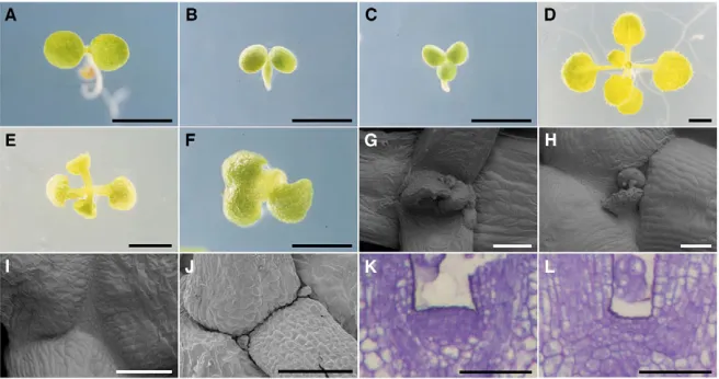 Fig. 3. Phenotypes of obe1 obe2Scale bars: 1 mm in A-F; 100 sections of the shoot apices from 4-day-oldseedlings of wild type (K) and  mutants.(A-C) Three-day-old seedlings of wild type (A)and obe1 obe2 (B,C)