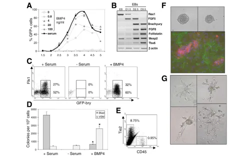 Fig. 2. Bmp4 induces mesodermal specification. (percentage of GFP-Bry and Flk1 expression