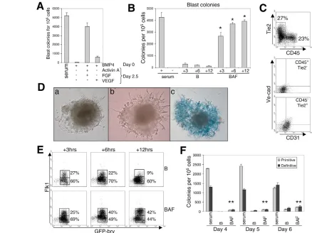 Fig. 3. Activin A and bFGF induce hemangioblast specification. (analyzed on pools of blast colonies