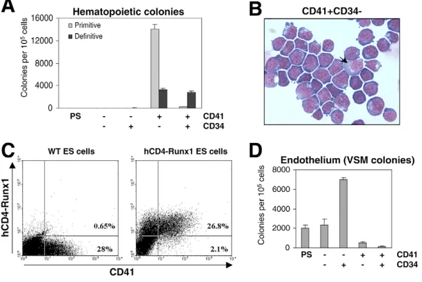 Fig. 5. Hematopoietic and endotheliumprecursors are defined by CD41 and CD34relative expression