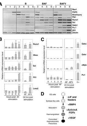 Fig. 6. Molecular program at the onset of