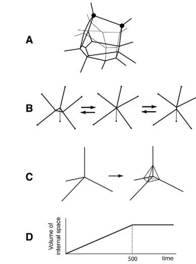 Fig. 1. Model and elements of the computer simulation.(simulation. Volume of the intercellular space (intercellular space at a vertex, corresponding to the blastocyst cavity