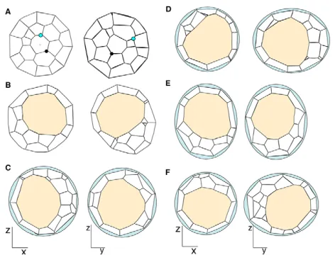 Fig. 2. Mouse blastocyst morphology under various conditions.The initial cell aggregate (A) and the simulated blastocyst at t=2000(B-F) are shown in cross-sectional views of xz- (left column) and yz-(right column) planes