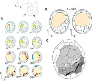Fig. 5. Volume of inner cells and outer cells of the blastocystafter simulations. The data are based on a total of five simulationsunder various conditions (differing in direction of the long axis of theellipsoidal ZP, and in the initial position of the ca