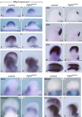 Fig. 2. Altered expression of key mesenchymalpatterning genes in Fgfr2AER-KO forelimb buds.(A-V) Whole-mount RNA in situ hybridization assays for the