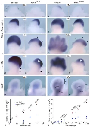 Table 1. Stage specificity of Hoxa13 expression in early forelimb buds
